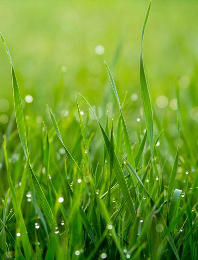 Regeneracja trawnika po zimie - co zrobić, by znów miał piękny wygląd?