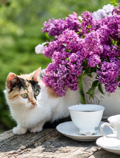 Bez lilak - pachnący król ogrodów