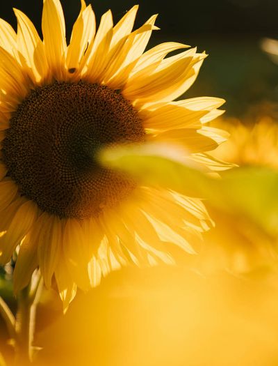 Uprawa słoneczników krok po kroku – odkryj sekret kwiatów, które kochają słońce