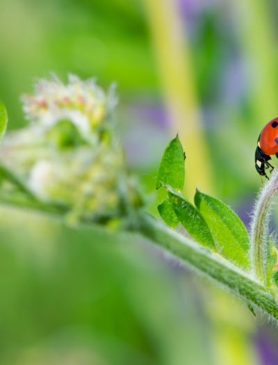 Co w łące bzyczy: poznaj sekretne życie owadów