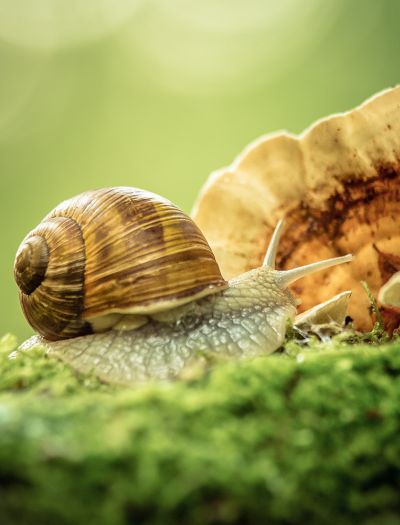 Naturalne sposoby zwalczania ślimaków w ogrodzie - czy znasz rośliny odstraszające ślimaki?