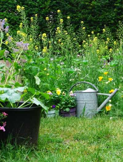 Dzikie rośliny do ogrodu wracają! Zobacz, jakie drzewa, krzewy i kwiaty warto mieć w swoim ogrodzie i dlaczego?