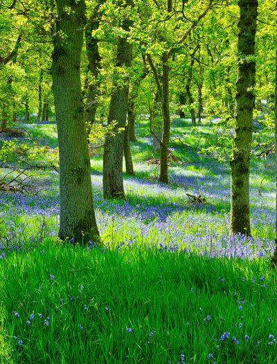 Spacery po lesie - dlaczego warto spędzać czas w lesie dla swojego zdrowia?