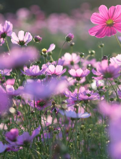 Łąka kwietna zamiast trawnika – dlaczego warto?