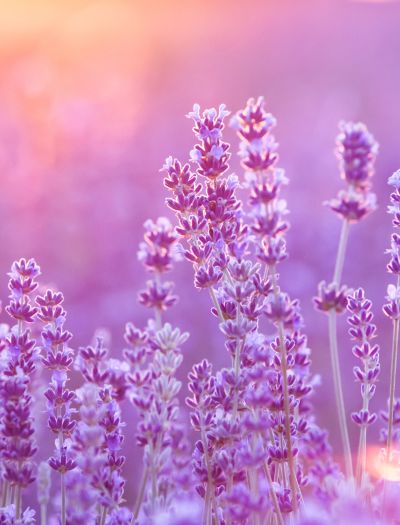 Jak uprawiać lawendę w ogrodzie albo w doniczce?