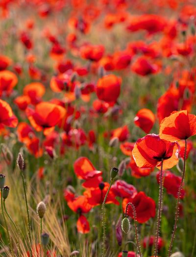 Ten kwiat kwitnie tylko kilka dni – a mimo to podbija każdy ogród!