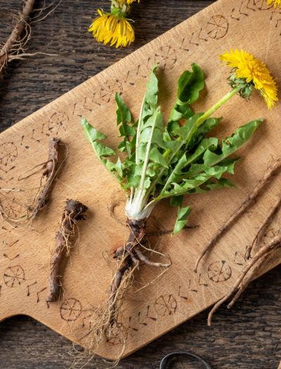 Mniszek lekarski – chwast, który leczy. Poznaj jego dobroczynne właściwości