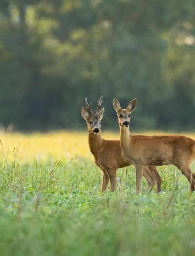 Samiec sarny to nie jeleń. Sprawdź, dlaczego mylimy go z innym gatunkiem i jak uniknąć wpadki