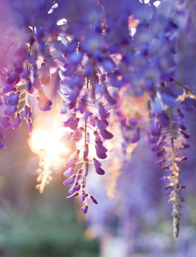 Wisteria, inaczej glicynia - to królowa pnączy ogrodowych o bajkowym uroku, ale uwaga bo jest niebezpieczna!
