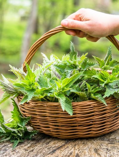 Pokrzywa zwyczajna to źródło zdrowia i mocy! Sprawdź właściwości lecznicze i prozdrowotne pokrzywy. Właśnie trwa na nią sezon