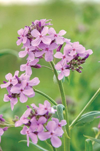 kalendarz biodynamiczny czerwiec 2026