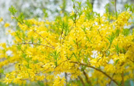 Forsycja – krzew, który wiosną czaruje żółtymi kwiatami