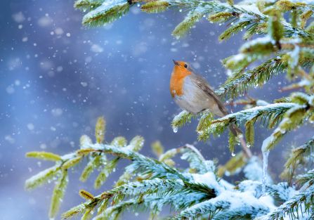 kalendarz biodynamiczny grudzień 2025