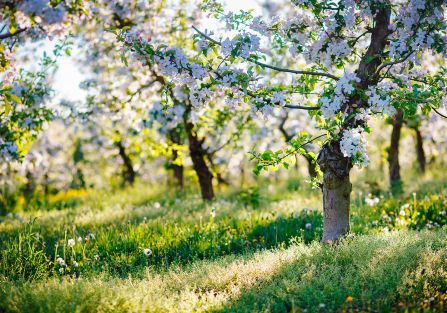 kalendarz biodynamiczny maj 2026