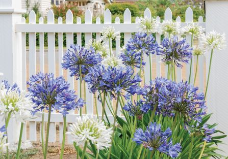 niebieskie kwiaty do ogrodu