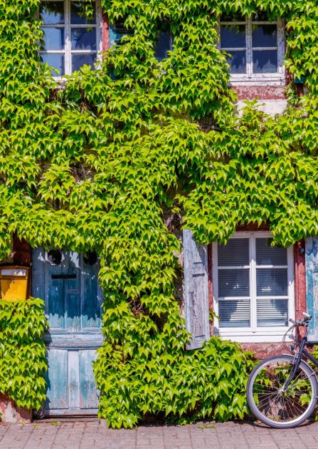 Szybko rosnące pnącza na balkon i do ogrodu. Sprawdź, jak je wykorzystać do ozdobienia domu i ogrodu