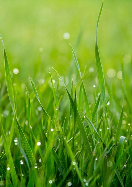 Regeneracja trawnika po zimie - co zrobić, by znów miał piękny wygląd?