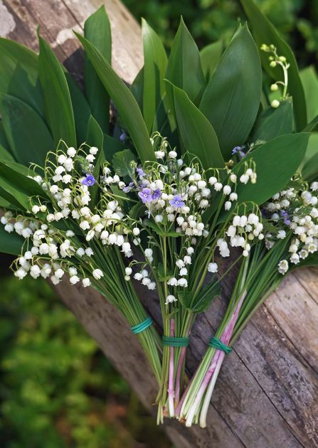 Konwalia majowa: piękna, pachnąca… i niebezpieczna. Czy warto ją mieć w ogrodzie?