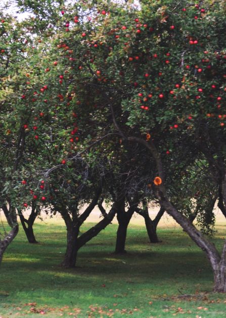 Jabłoń Lobo - jakie ma zalety?