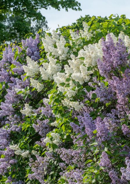 Dziki żywopłot – jakie rośliny wybrać, żeby dobrze nas osłonił?