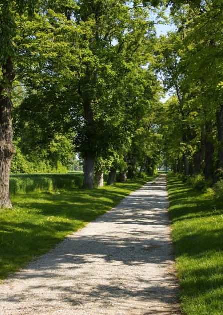 Lipa – poznaj historię i ciekawostki o tym wspaniałym drzewie. Warto je pokochać i chronić, bo ma niezwykłą moc!
