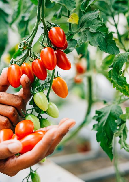Jak sadzić pomidory krok po kroku – metoda, która odmieni Twój balkon w mini-farmę!