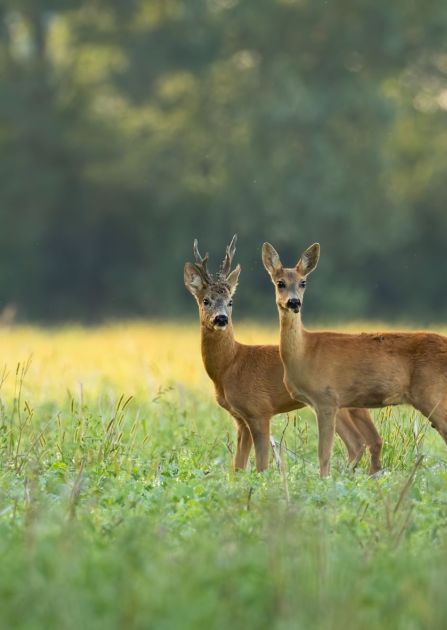 Samiec sarny to nie jeleń. Sprawdź, dlaczego mylimy go z innym gatunkiem i jak uniknąć wpadki