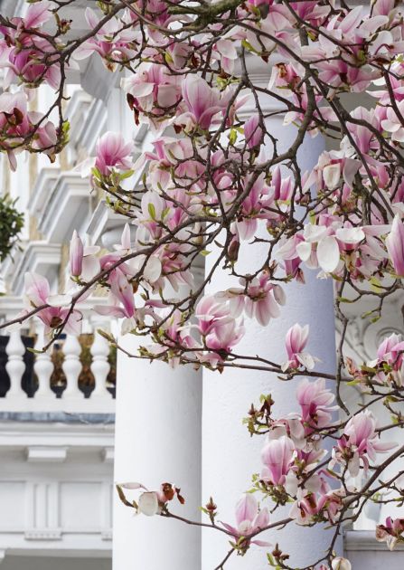 Magnolia w ogrodzie i... w kuchni: jak ją uprawiać i jak marynować jej płatki