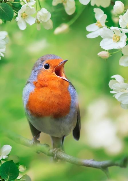Śpiew ptaków w naturze. Który ptak budzi Cię swoim odgłosem o poranku?