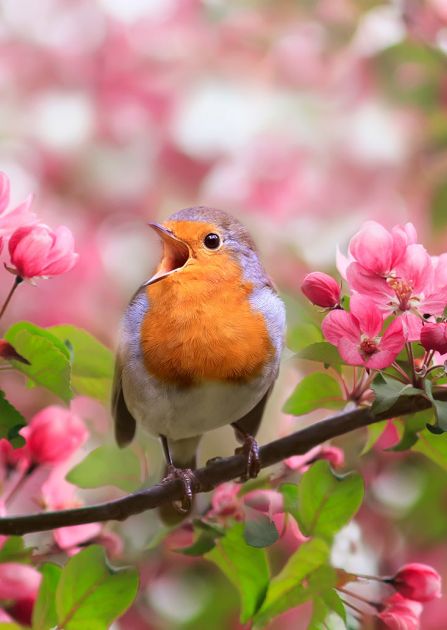 Śpiew ptaków wiosną: jak zadbać o ptasie koncerty w swoim ogrodzie?
