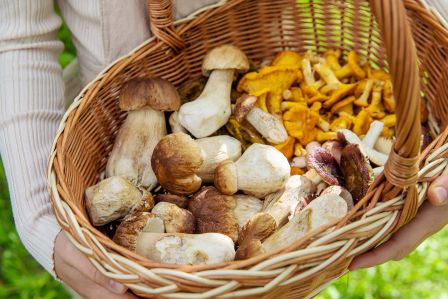 Grzyby jadalne w Polsce – 10 najpopularniejszych gatunków. Jak je rozpoznać i gdzie szukać?