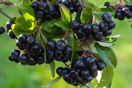 aronia