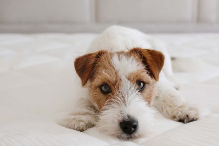 jaki materac wybrać