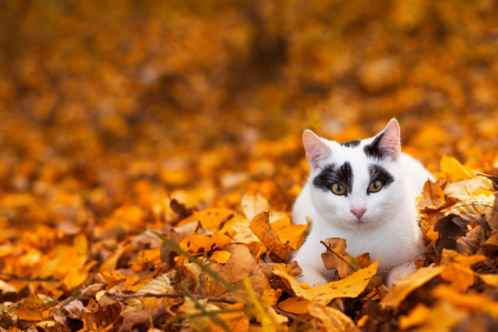 Najpiękniejsze tapety na pulpit – złota jesień, która nie znika po wejściu do domu najpiękniejsze tapety na pulpit