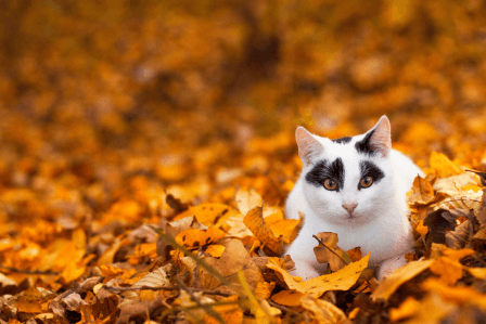 najpiękniejsze tapety na pulpit