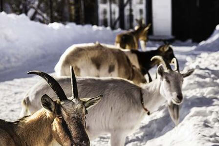 święta w bieszczadach