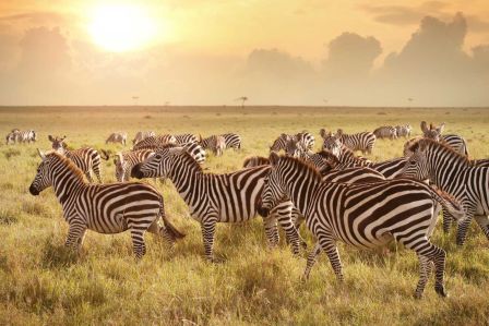 wycieczki safari