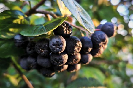 Aronia w ogrodzie – uprawa, sadzenie, cięcie i zbiór owoców