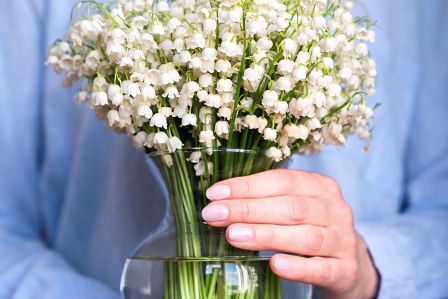 czy konwalia jest trująca