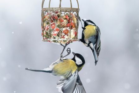 dokarmianie ptaków zimą