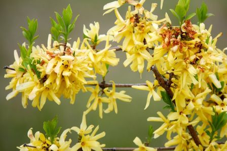 forsycja pośrednia