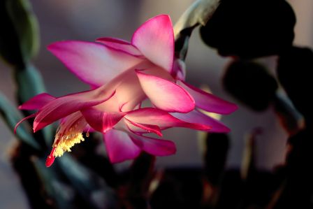 Grudnik, czyli schlumbergera – kwitnący tropikalny skarb z brazylijskich lasów