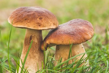 hodowla grzybów jadalnych shiitake