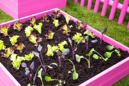 Jak oddzielić ogród warzywny od reszty ogrodu