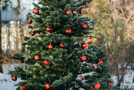 jakie iglaki do ogrodu wybrac