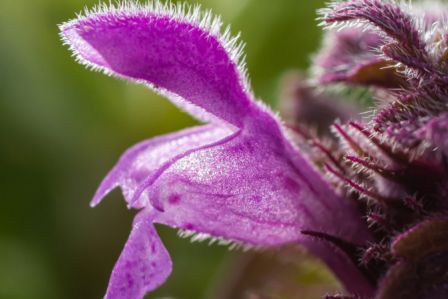 jasnota purpurowa
