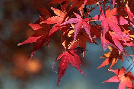 dlaczego jesienią liście zmieniają kolor