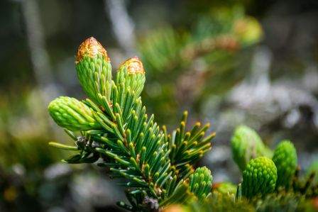 Jodła - choinka, która długo postoi