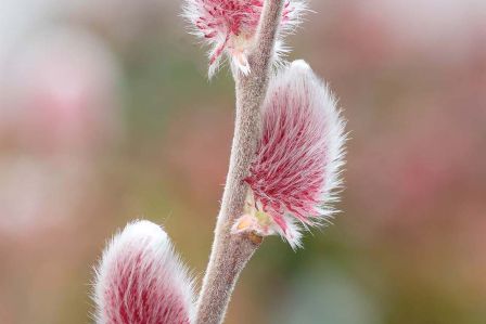 kalendarz biodynamiczny kwiecień 2026