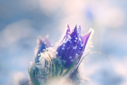 kalendarz biodynamiczny luty 2026